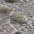 Mudskipper and his burrow - Warba Mudflats