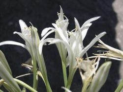 Pancratium maritimum, Skopelos, Greece (photo Stam Zogaris)