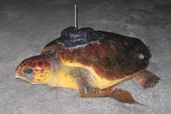 Loggerhead sea turtle named Mariam fitted with sattellite track kit in Masirah i